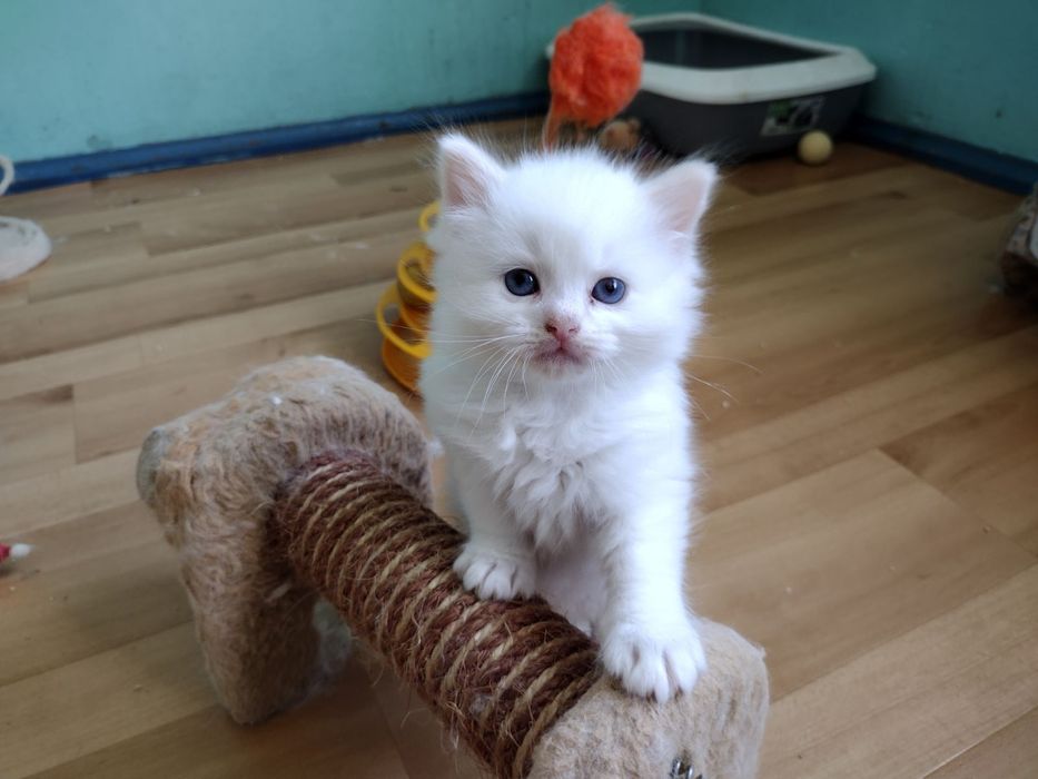 Kociaczki ragdoll