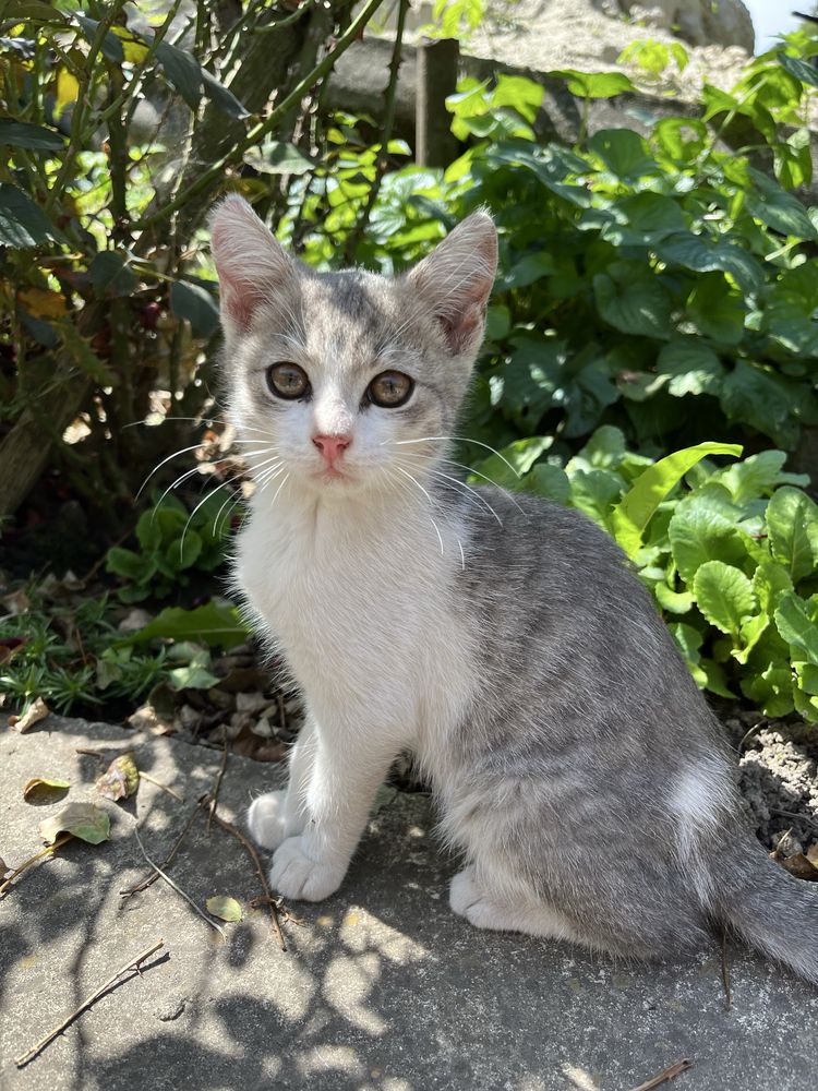 Віддам котиків безкоштовно. с.Демянів, м.Бурштин