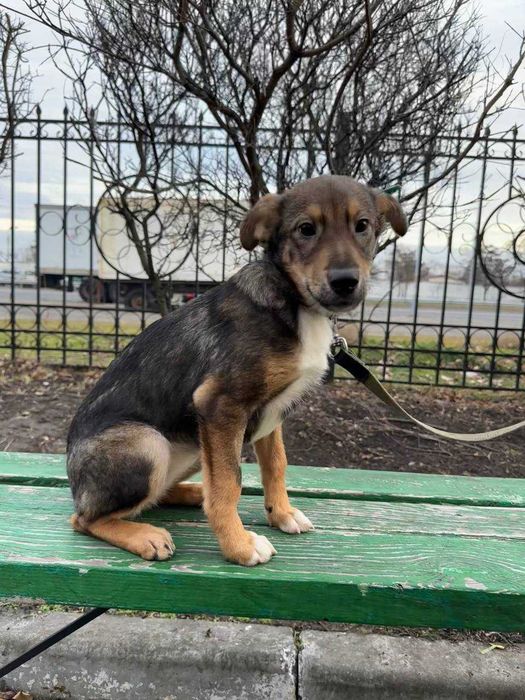 Цуценя, 5 місяців, дівчинка