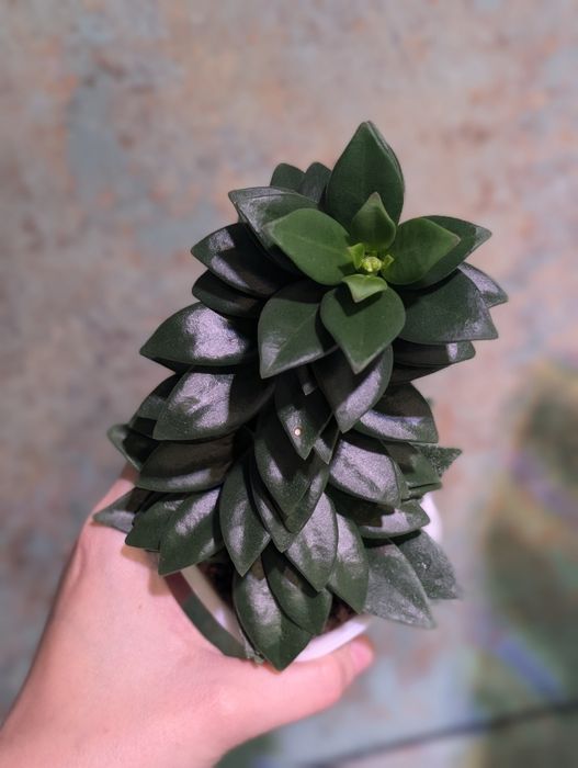 Hoya hoja Pachyclada snow lotus perełka