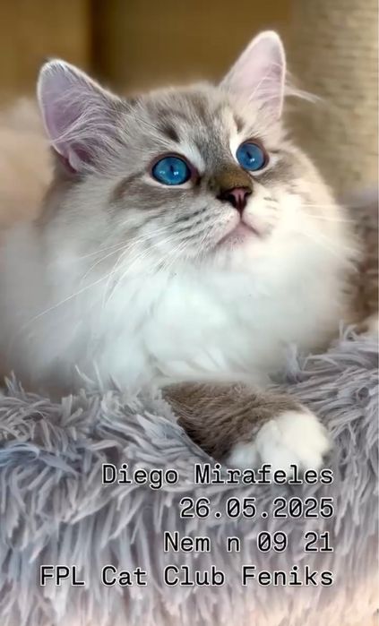 Koty Neva Masquerade i Syberyjskie