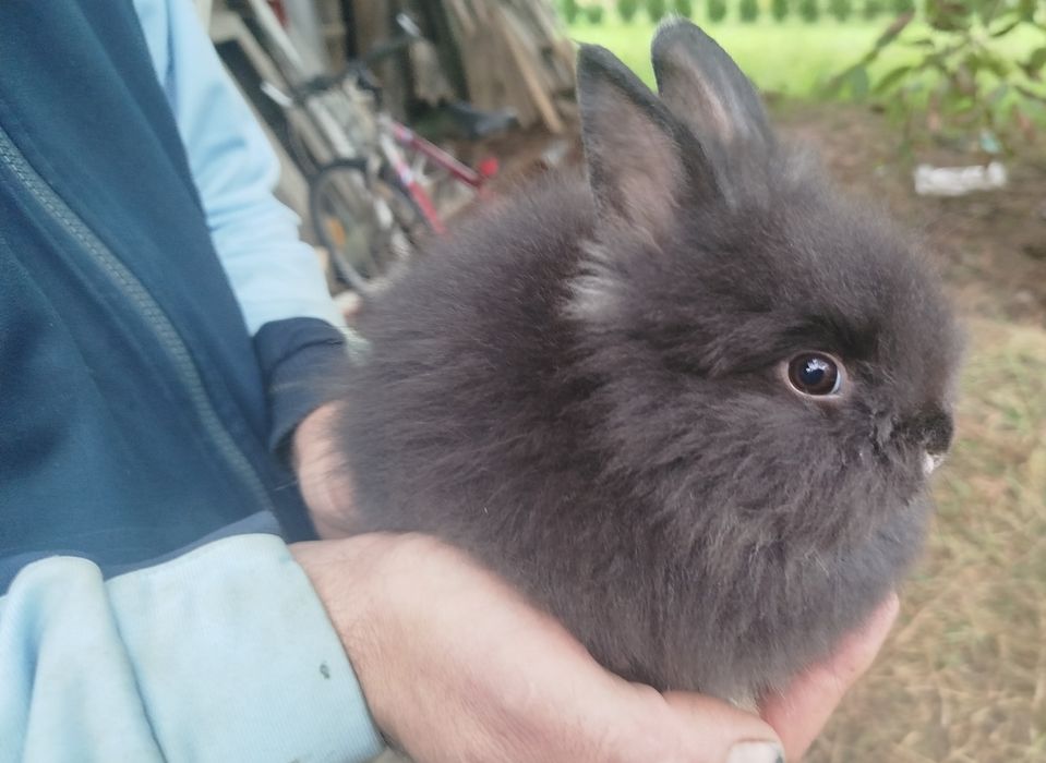 Miniatury króliczków angora i karzełek Tedy