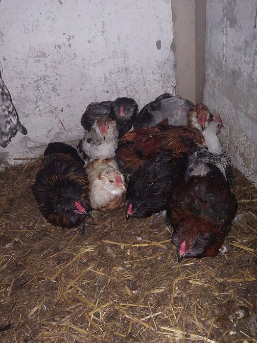 Koguty Araukany, Pary, Araucana, Brakla srebrna, kury ozdobne