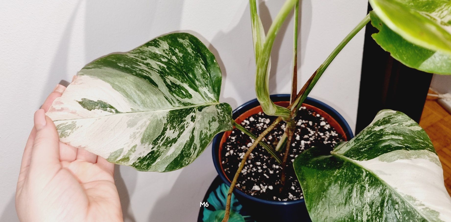 Monstera variegata M6