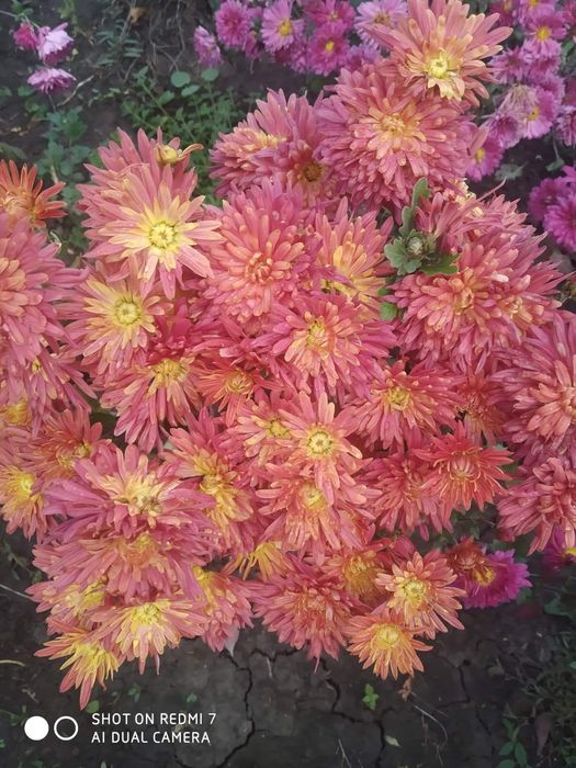 Шаровидні та корейські хризантеми.