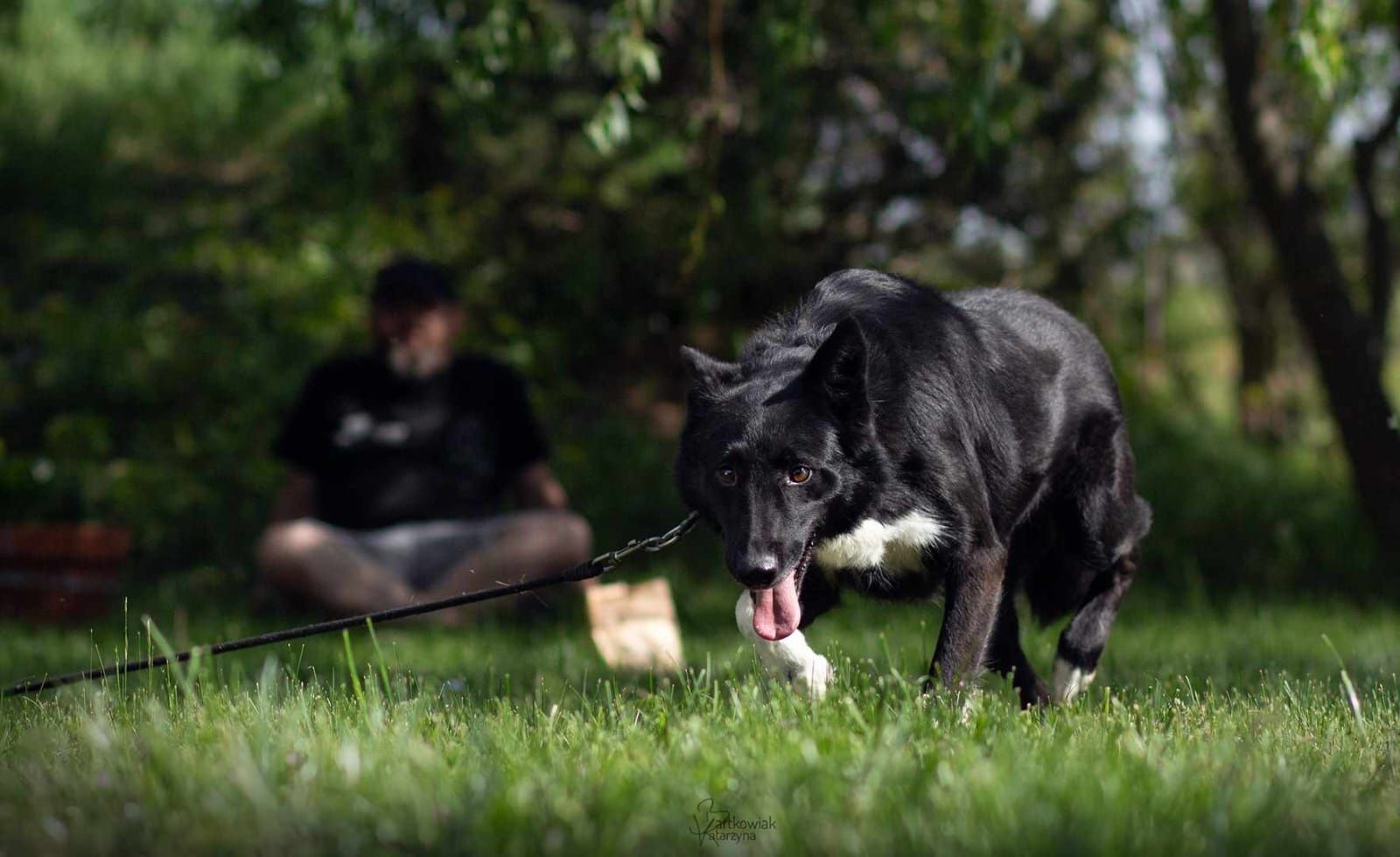 Domino 4 lata mix border collie