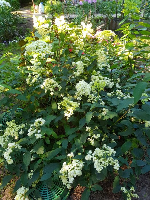 Древовидная гортензия Hayes Starburst и Magical Pinkerbell