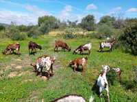 Cabras Algarvias