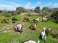 Cabras Algarvias