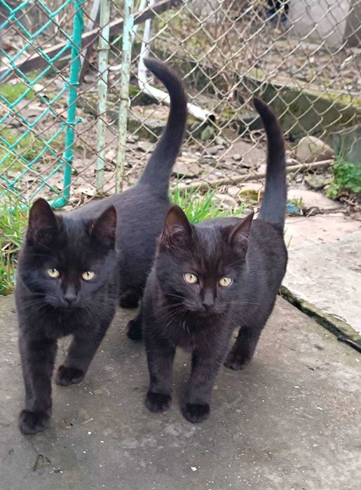 Кошенята в хороші руки