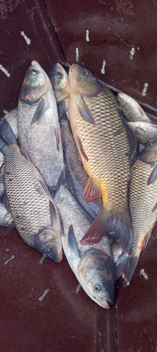 Жива Риба оптомм