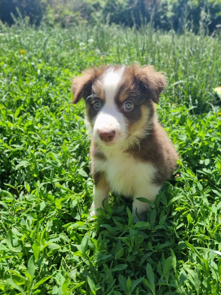 Border Collie piesek czekoladowy tricolor