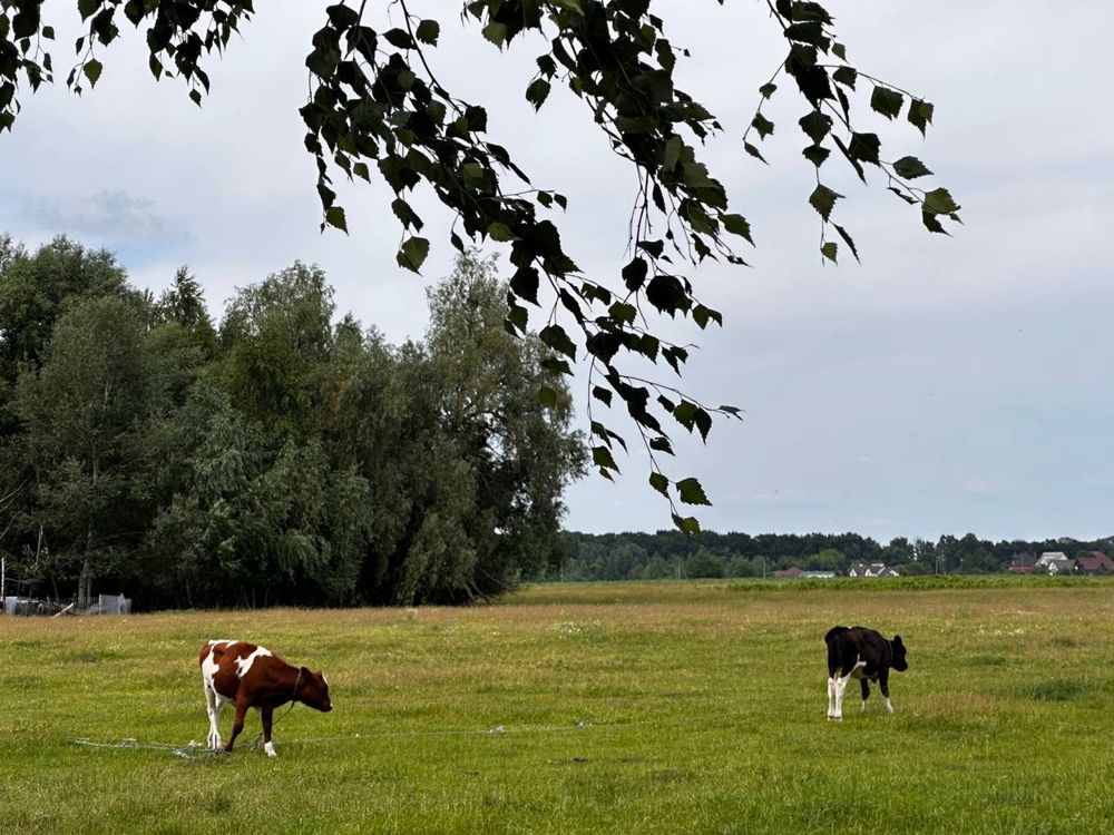 Продаж невеликого будиночку в с.Діброва