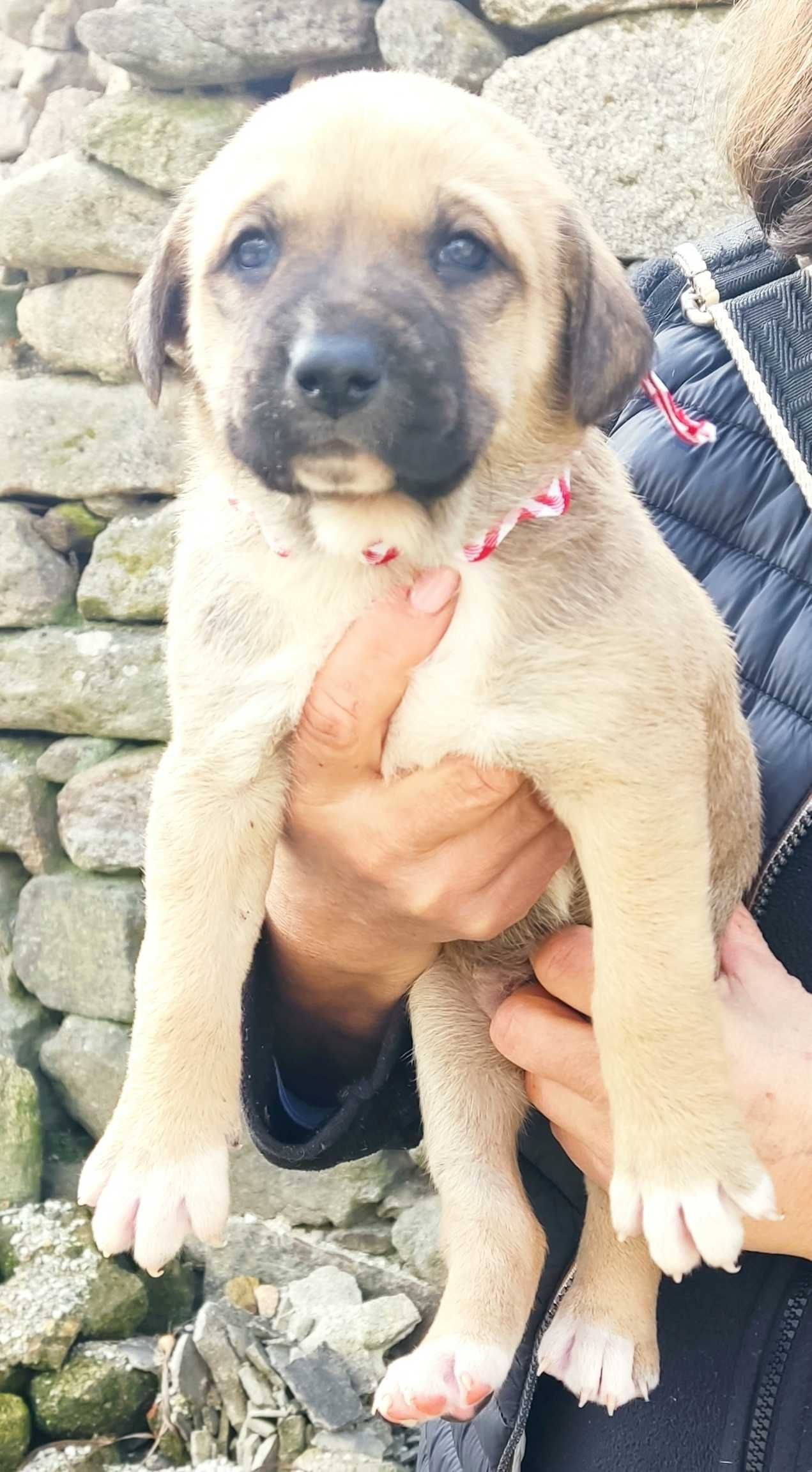 Cães de gado (resgados da rua )