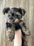 Piesek Yorkshire Terrier