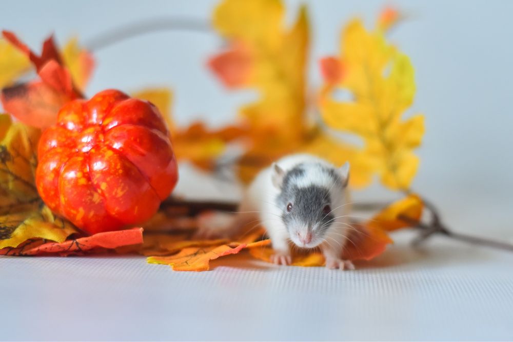 Пацбки рідкого забарвлення з розплідника