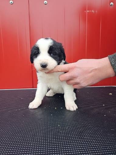 Owczarek środkowoazjatycki