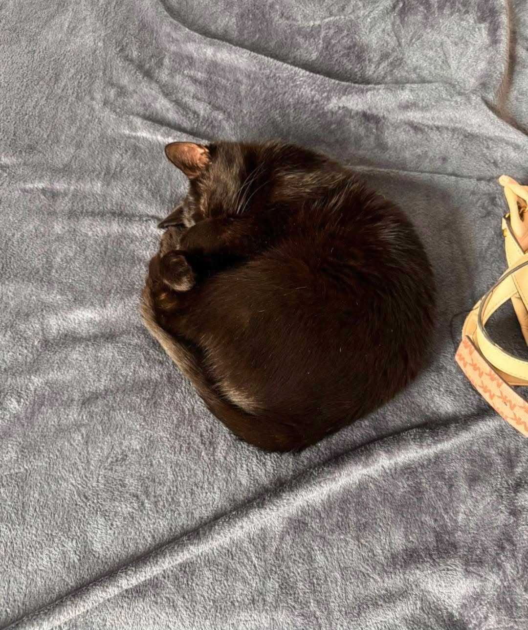 Franusia,miła koteczka czeka na adopcję.