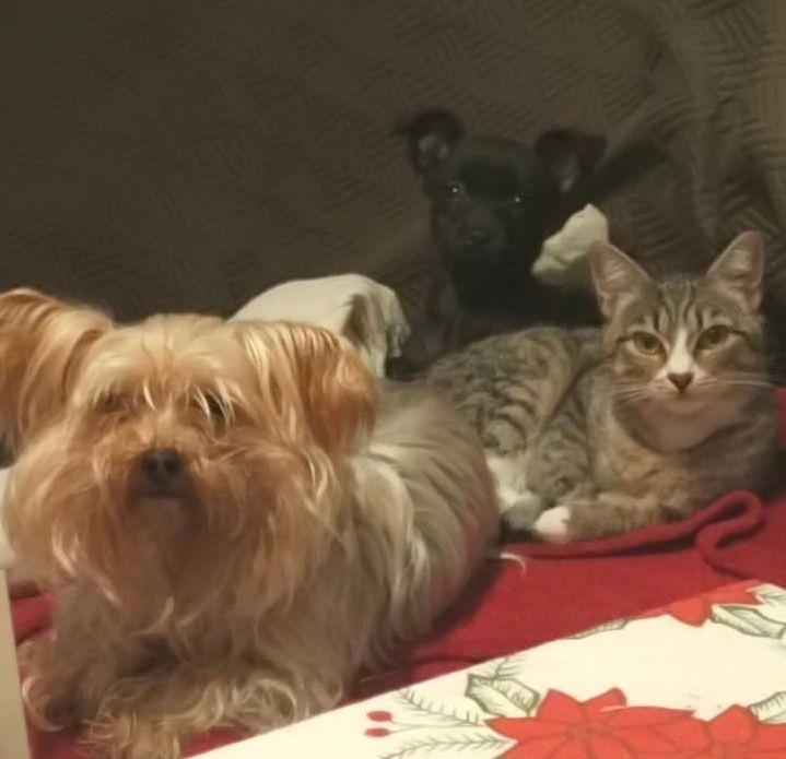 Tenho uma gata para dar