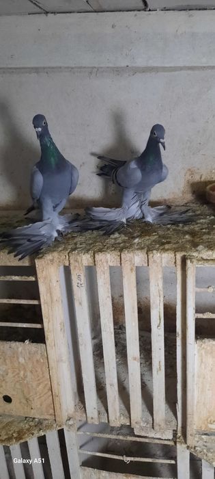 Gołębie bociany Warszawskie