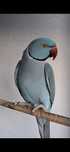 2 casais Ring neck