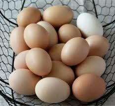 Инкубационное яйцо броллера молодка