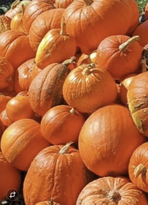 Гарбузи недорого продам