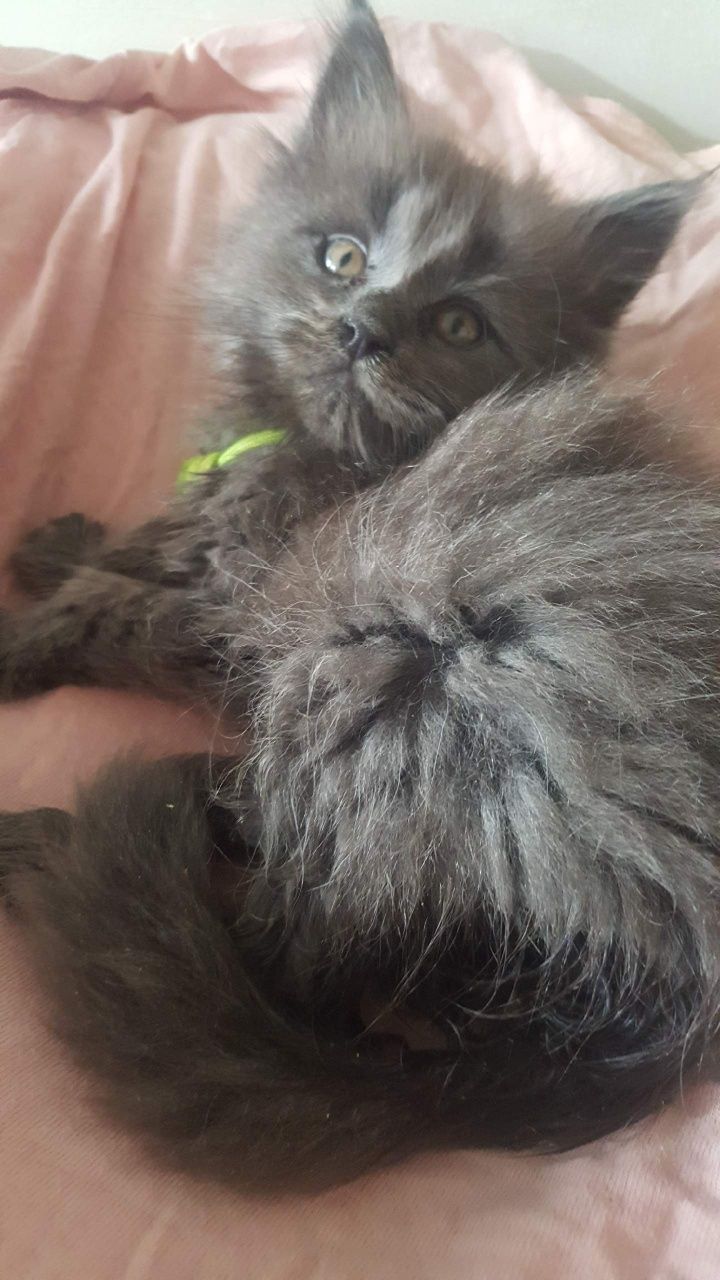 Niebieska kotka Maine Coon