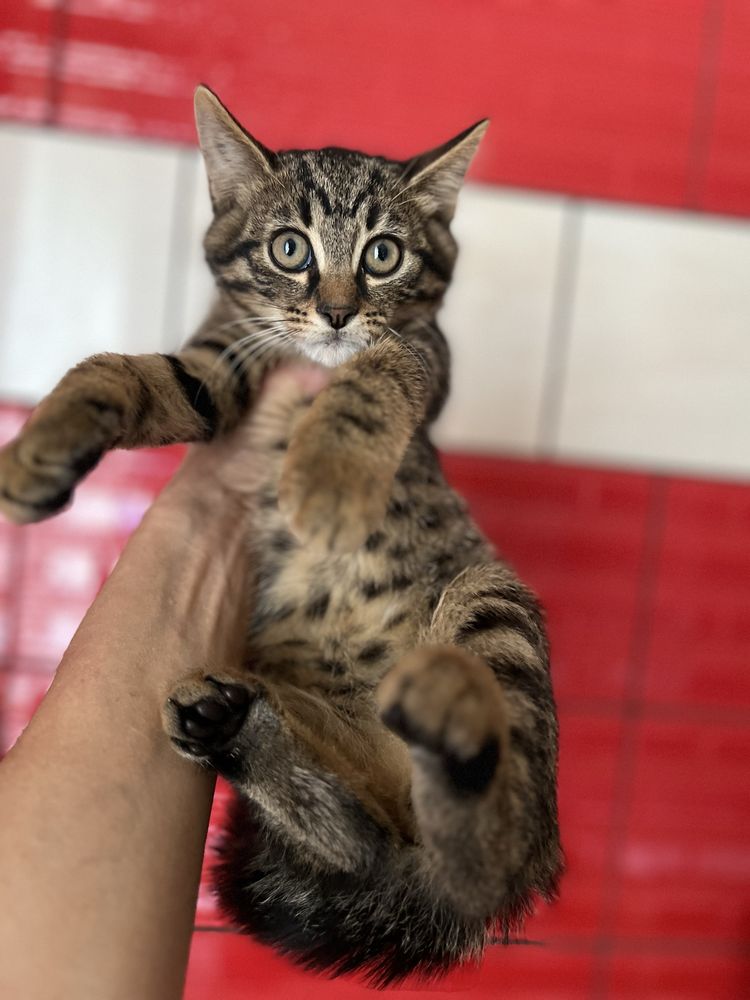 Кошеня 2,5 міс пацан