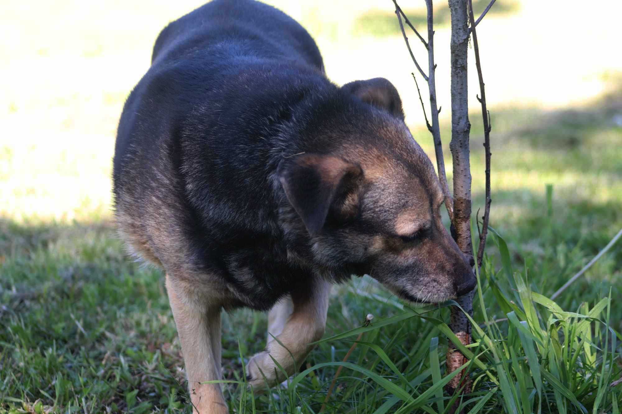 Pokochaj Kapsla. Szuka domu