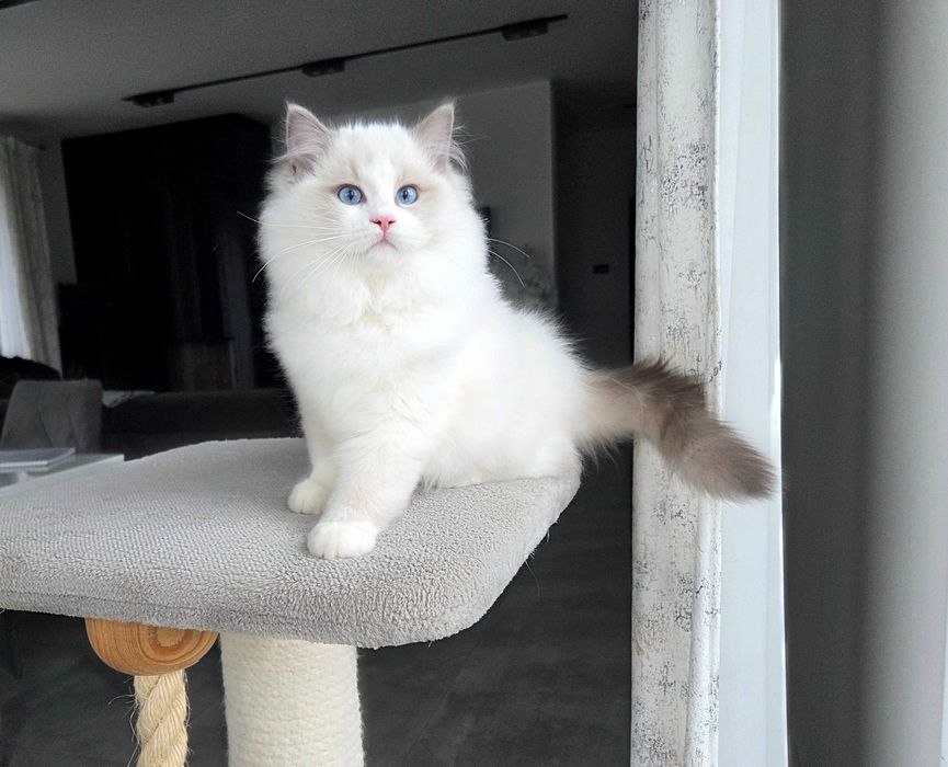 Ragdoll kocur z rodowodem FPL.