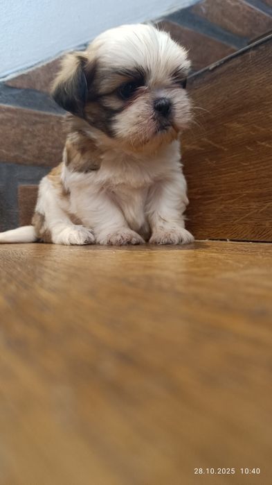 Śliczny piesek shih tzu