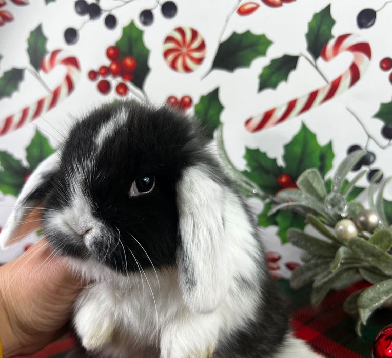 Mini lopy karzełki teddy z zarejestrowanej hodowli