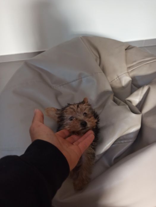 Lindo menino Yorkshire