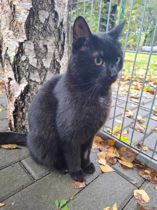 Dragon z częstochowskiego schroniska - piękny, dumny, bezdomny