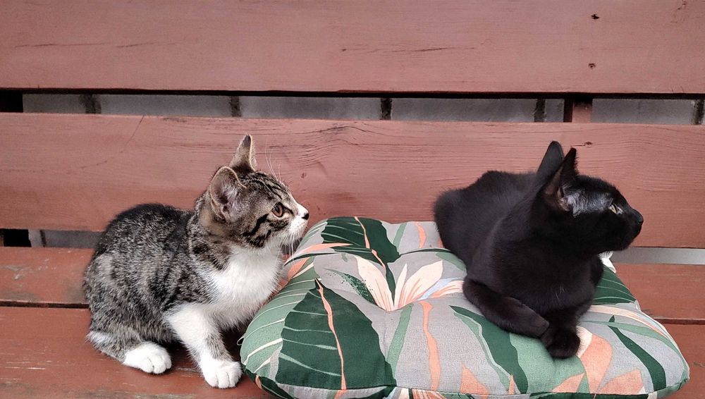 Kocięta do adopcji