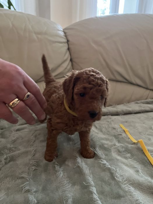 Pudel średni zwkp FCI