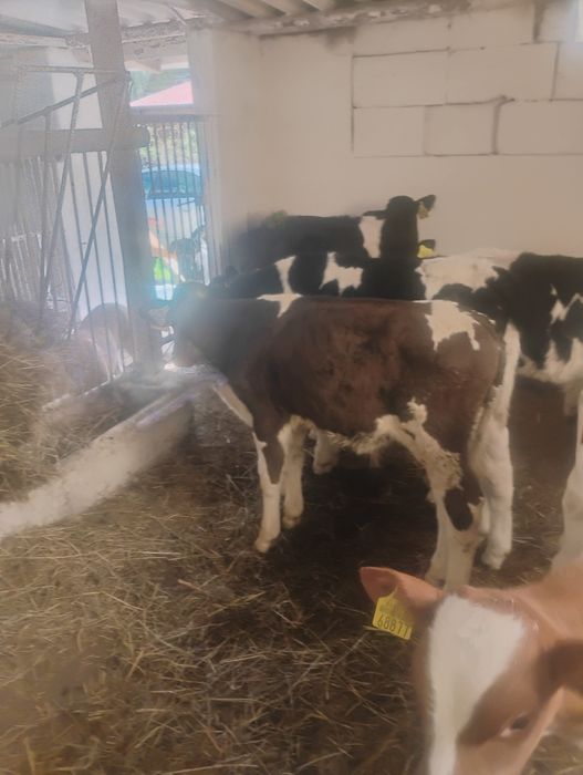 Byczki podchowane 9 sztuk