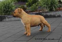 Amstaff szczeniaki
