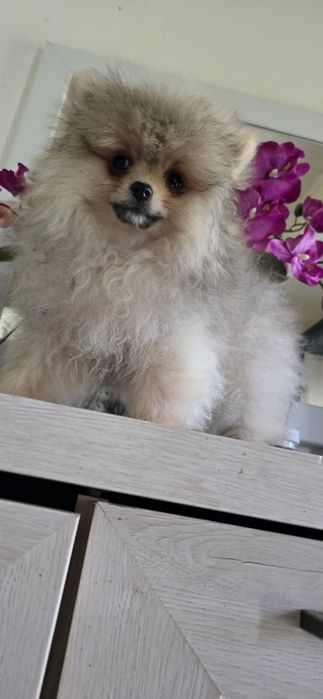 Szpic miniaturowy pomeranian cudowny