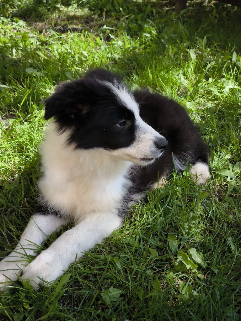 Border collie ZKWP FCI suczka