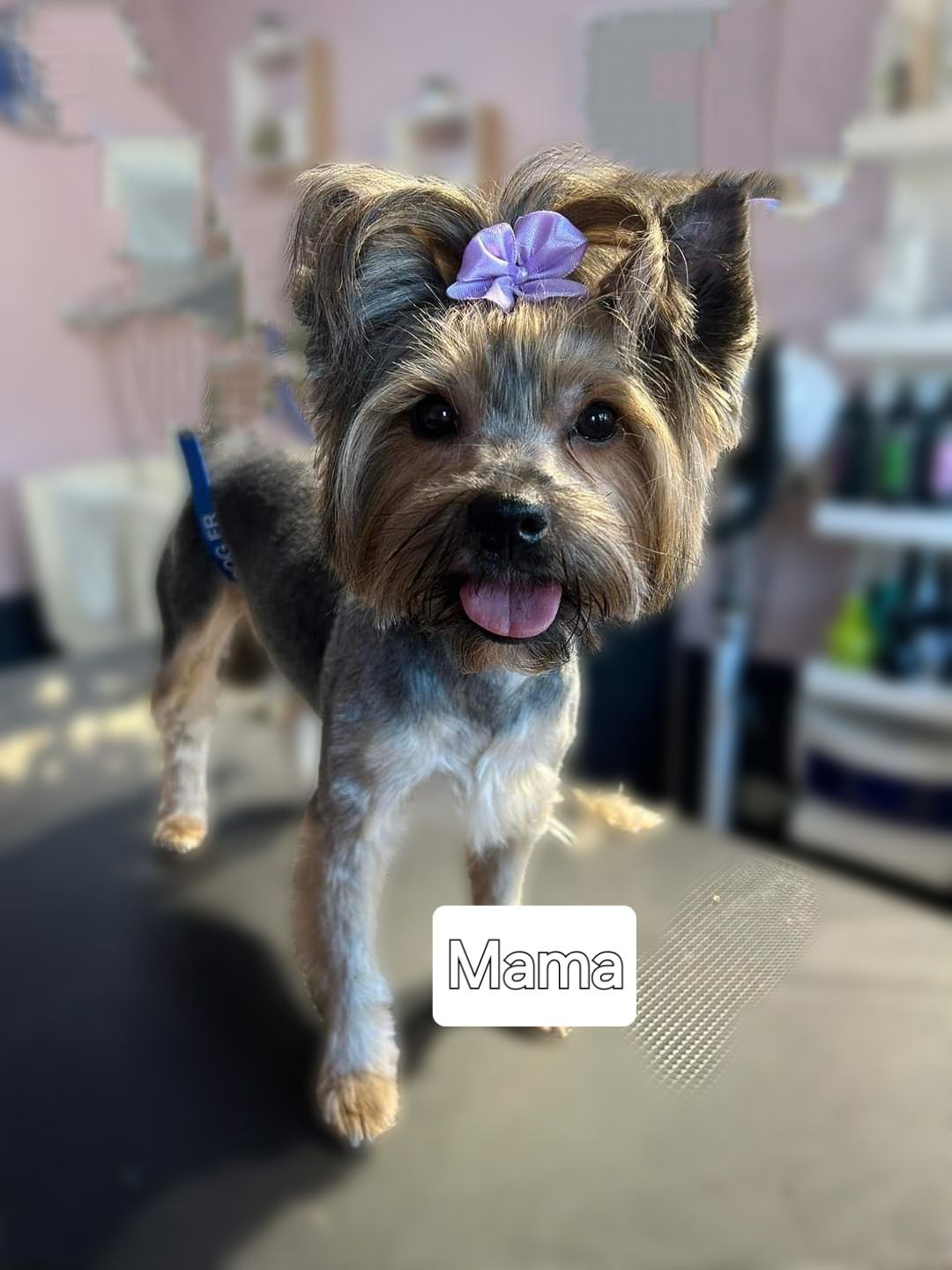 Yorkshire terrier