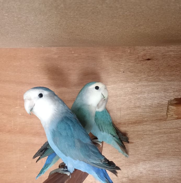 Agapornis linha azul machos sexados