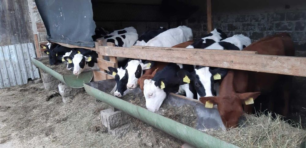 Sprzedam jałówki - 15 szt, od 5 do 7 miesięcy