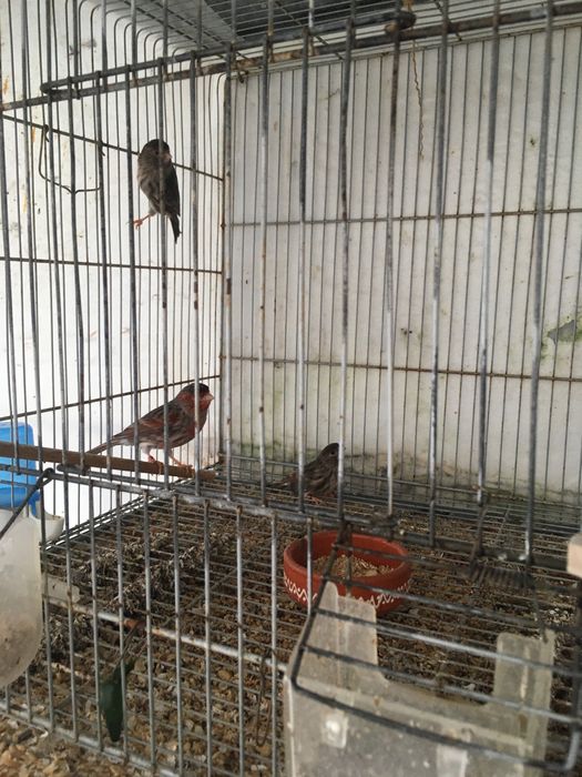 Canarios castanhos vermelho mosaicos