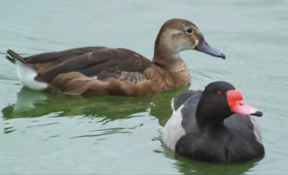 Patos exoticos casais