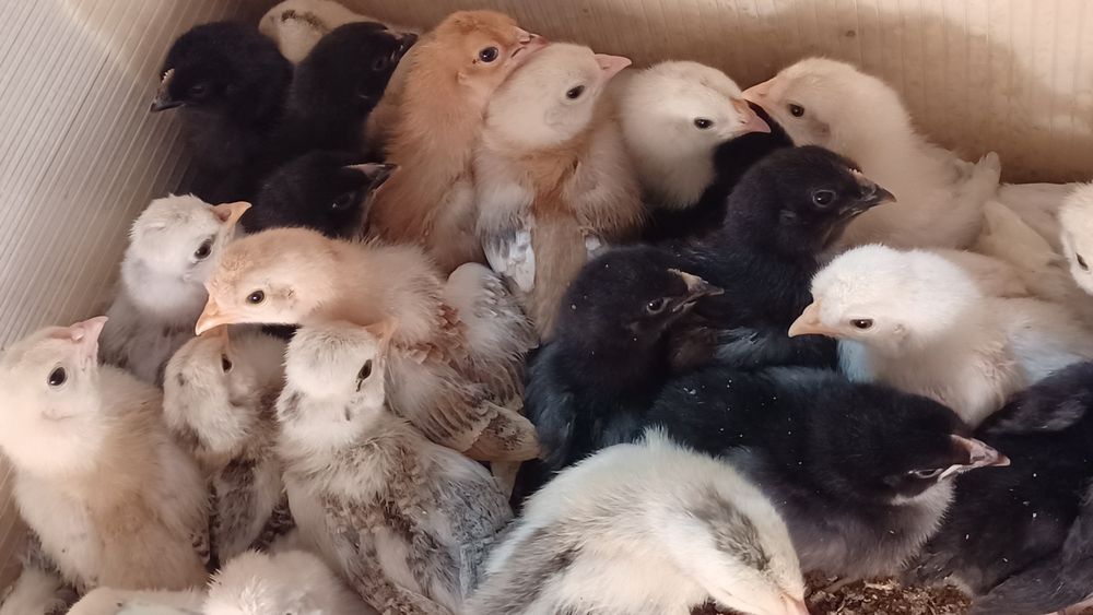 Kurczeta z własnego howu kogutki