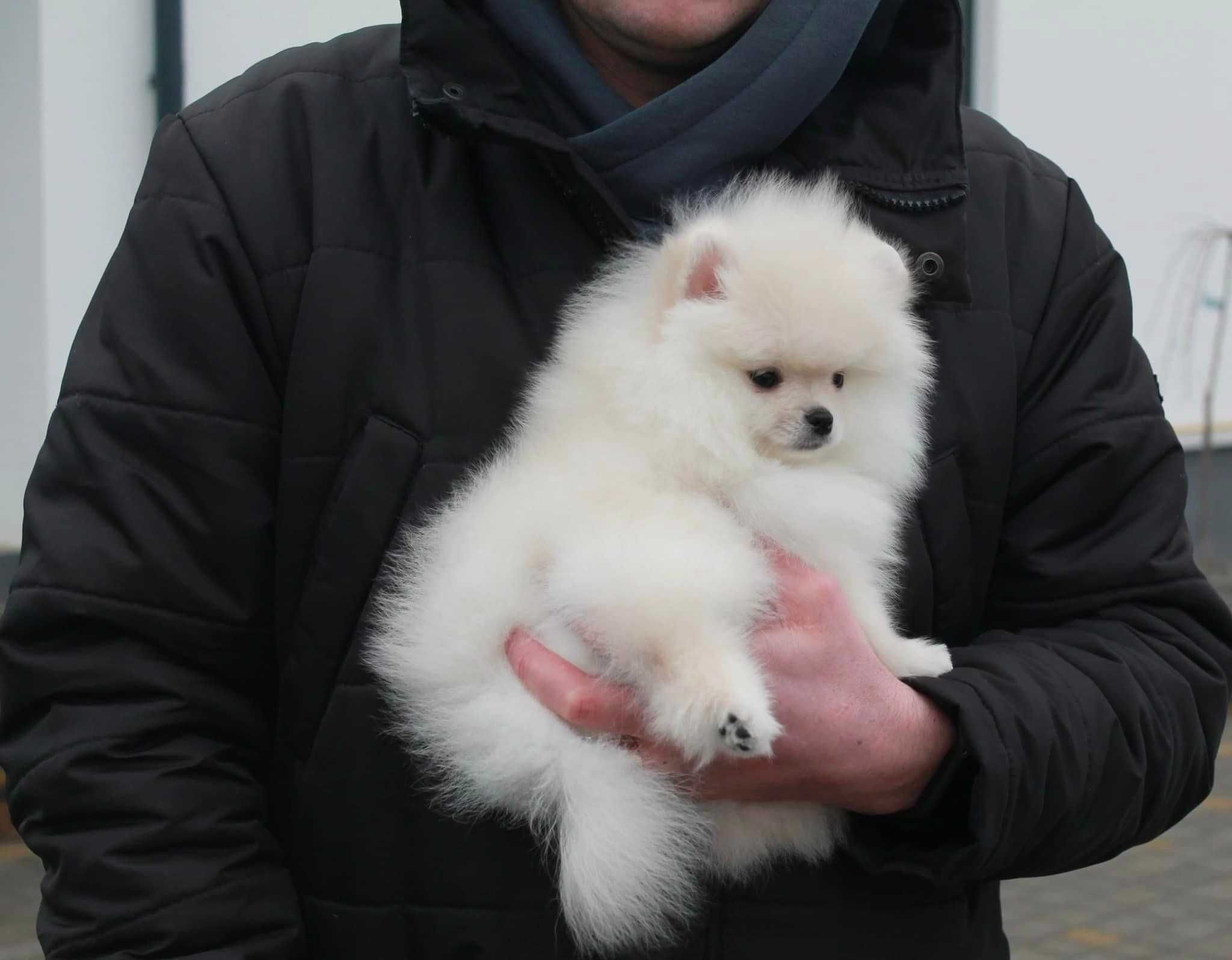 Spitz  Alemão Anão / Lulu da Pomerânia   MACHO com  LOP e AFIXO