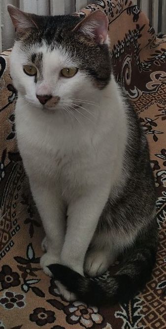 Кіт в добрі руки