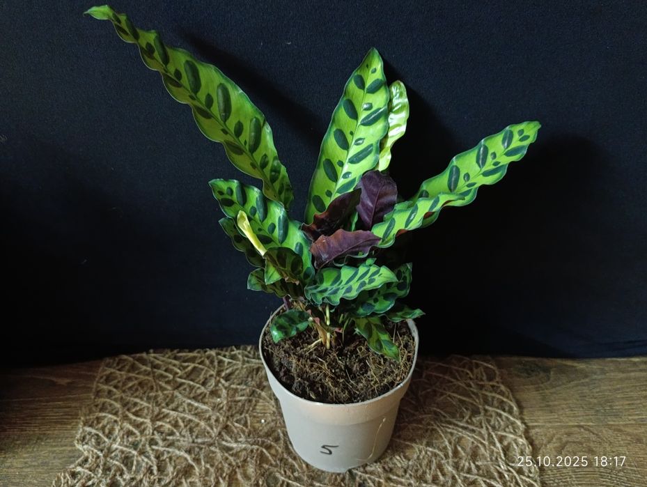 Калатея Лансіфолія